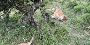 KWS poisoned lions