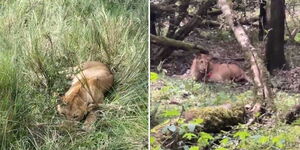 KWS poisoned lions