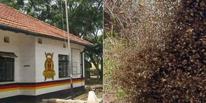 A collage image of a police station (LEFT) and a swarm of bees (RIGHT).