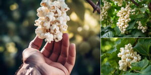 Edited photos of popcorn purportedly growing on a tree.