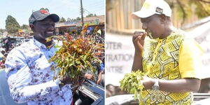 President William Ruto indulges in Miraa on two separate occassions