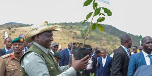 President William Ruto participates in tree-planting exercise at Ngong’ Hills Forest, Kajiado County, in December 2022.