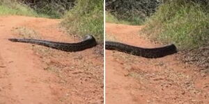 A photo depicting a huge python inside Karura Forest.