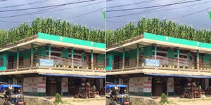 A photo of a farmer growing maize on top of a commercial building.