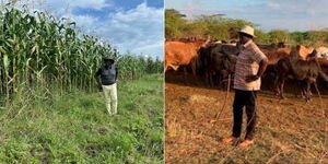A collage of President William Ruto inspecting his maize farm in Transmara and grazing his cows in Eldoret.