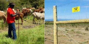A collage of President William Ruto with cows and a fenced land.