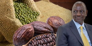 A collage of President William Ruto, mung beans and cocoa beans, November 16.