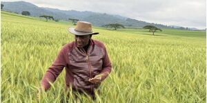 Ruto farmers