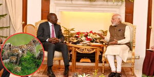 President William Ruto (left) with India's Prime Minister Narendra Modi at New Delhi during the signing of five memorandums between the two countries on December 5, 2023, Cheetahs (inset). 
