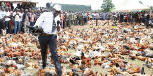 Ruto Chicken Auction