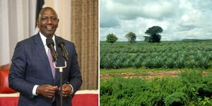 A collage of President William Ruto presiding over Kenya Kwanza's Parliamentary Group meeting at State House, Nairobi on April 11, 2023 (left) and a sisal plantation in Vipingo, Kilifi County. 