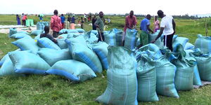 Sacks of rice after harvesting