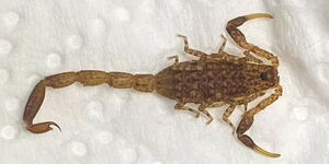 Photo showing the scorpion