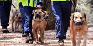 Kenyan security guards walking dogs.