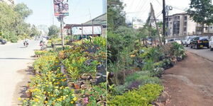 Photo collage of seedlings being sold by roadside in Kenya.