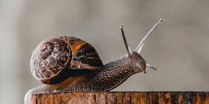 Snail