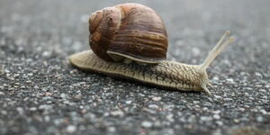 Photo of a snail