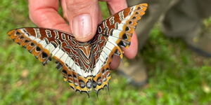 Steve Collins the founder of the African Butterfly Research Institute (ABRI) in Nairobi holding a butterfly.