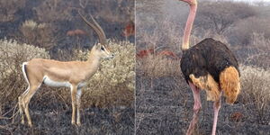 An Antelope and an ostrich at Tsavo conservation area after the fires.