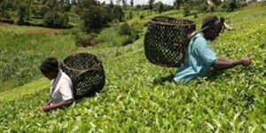 Tea farmers in the field
