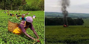 A photo collage of farmers plucking tea at a farm in Kericho County (left) and a machine under fire in one of the farms on December 20, 2022 (right)