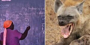 A collage image of a teacher taking students through lessons and a laughing hyena