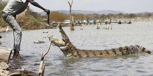 Moses Emuria feeds and plays with crocodiles in Lake Baringo on February 6. His skills in handling the deadly reptiles have amazed residents and visitors.