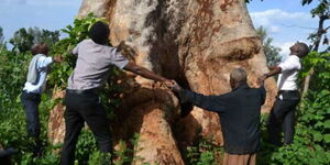 Local tourists try to measure the circumference of the sacred Mutunguru tree in Mutunguruni Village in Chuka Igamba/Ngombe Constituency Tharaka-Nithi County by holding their hands around it. 