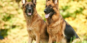 Two German Shepherd dogs.