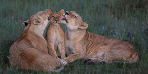 Two lioneses lick a cub at Masai Mara National Park. The photo featured among 25 best pitcures of the year by Smithsonian Magazine.