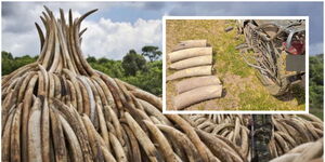 Elephant Tusk