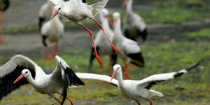 A file image of White storks 