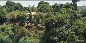 Snippet of viral video showing wilder beasts turning to where they came from after their way being blocked