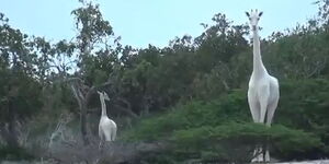 Only white female giraffe in Kenya and her calf.