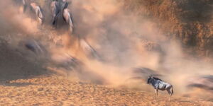 A photo by 15-year-old Rohan Neel Shah which shows a lone wildebeest in the middle of the Great Migration in the Maasai Mara, Kenya. 