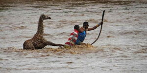Mike Lesiil, a ranger and a friend on a rescue mission of a baby giraffe at River Ewaso Ngiro on May 19, 2020.