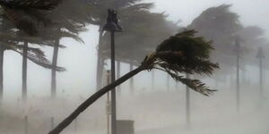 Strong winds blowing down a tree in the US in 2017.