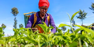 Tea Kenya