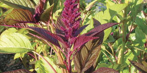 File photo of Amaranth leaves in a field 