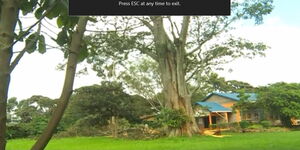 Image of Mugumo tree