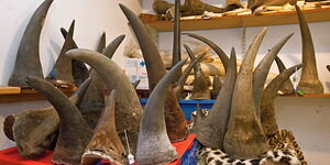 Image of rhino horns