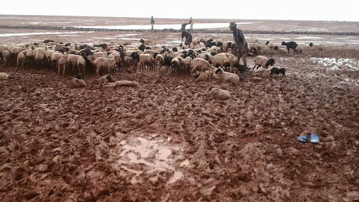 Marsabit floods have displaced over 1,000 people and led to the loss of over 3,000 livestock in 2019. Photo: Marsabit Times.