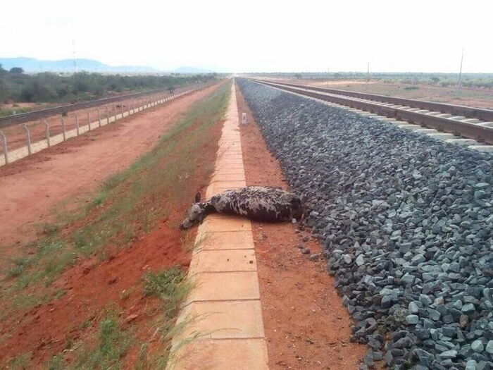 SGR Train Travelling to Mariakani Hits Cow Killing it Instantly - SGR Train Travelling to Mariakani Hits Cow Killing it Instantly -