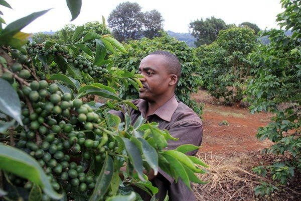 A coffee farmer. Kirinyaga coffee farmers are set to export their produce directly to the international market following a lucrative deal signed by area governor Anne Waiguru on January 11, 2020.