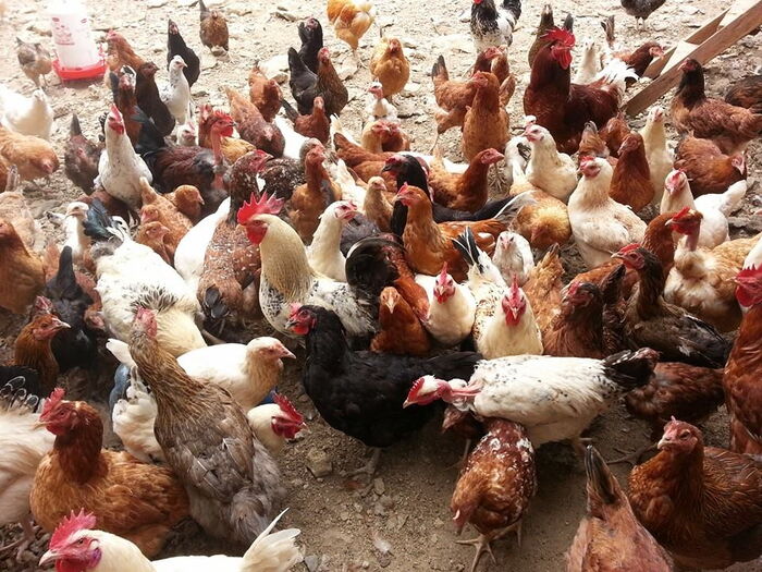 Chicken pictured at a poultry farm. A recent study has linked chicken in Nakuru county to high levels of fluoride