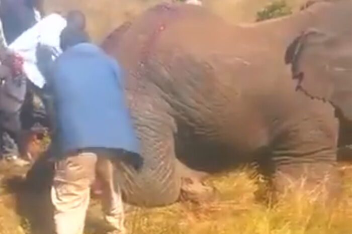 Screenshot of Meru Man hacking an elephant to death