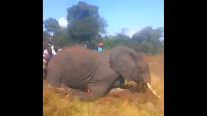 Screenshot of the elephant hacked to death in Meru