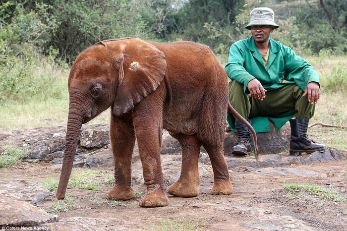 https://www.kenyans.co.ke/files/styles/article_inner/public/images/news/elephant_with_caretaker.jpg?itok=zl4P4c8I