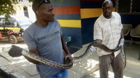 The python that was found hidden in a man's suitcase at the Likoni Ferry Channel on display at the Ferry Police Station