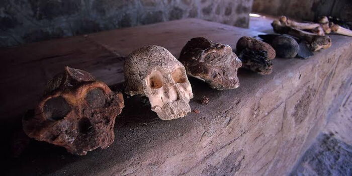 Skulls of the early man at the Nairobi National Museum.